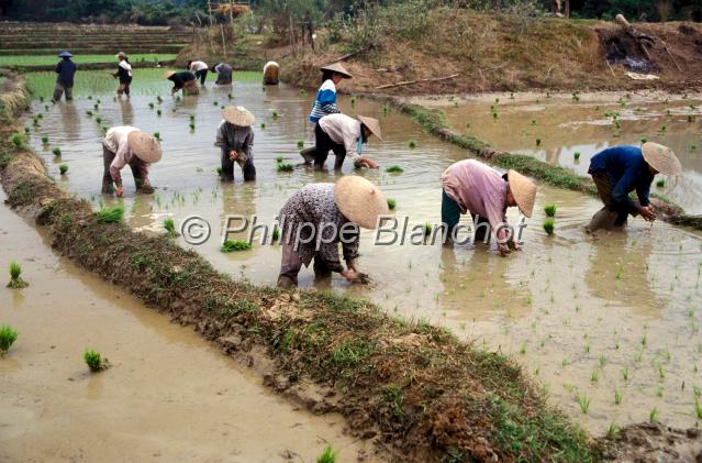 laos 11.jpg - Femmes travaillant dans une riziËre (repiquage)Luang Prabang, Laos